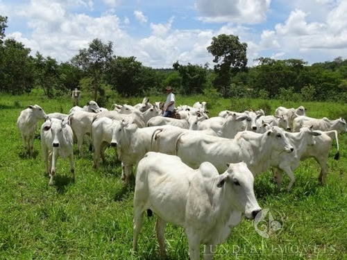 Imagem 13 de 30 de Vendo Ótima Fazenda Com 2337,00 Ha Em Buritizeiro, Norte De Minas Gerais, Gado E Cultura, Muita Água, Toda Formada. Documentação Ok. - Fa00004 - 4483814