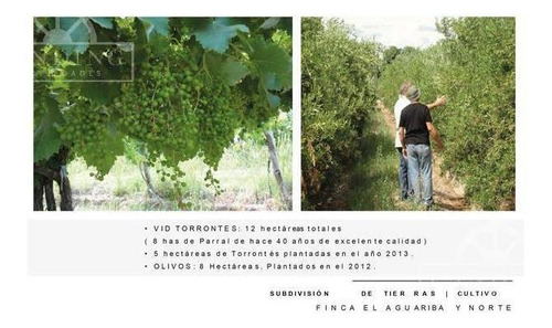 Imagen 7 de 30 de Campo - Finca Productiva De Primer Nivel, Mendoza, 80 Hectareas