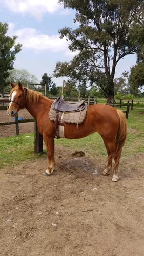 comprar  Yegua Tostada Ruana De 8 Años - Muy Mansa