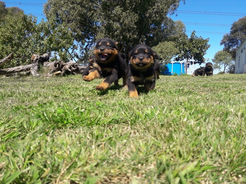 Imagen 4 de 9 de Cachorros Rottweiler Pedigree Kcu