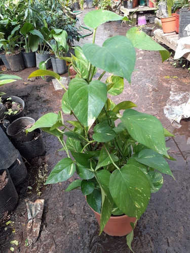 Imagen 8 de 10 de Plantas De Interior Philodendron, Potus, Pothos, Cordatum