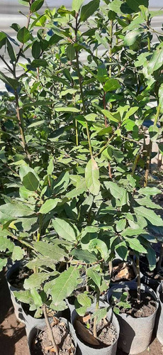 Planta Laurel Laurus Nobilis