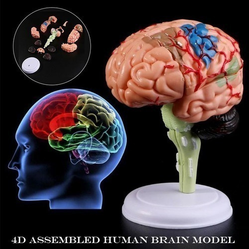 J 4d Desmontado Modelo Anatômico Do Cérebro Humano