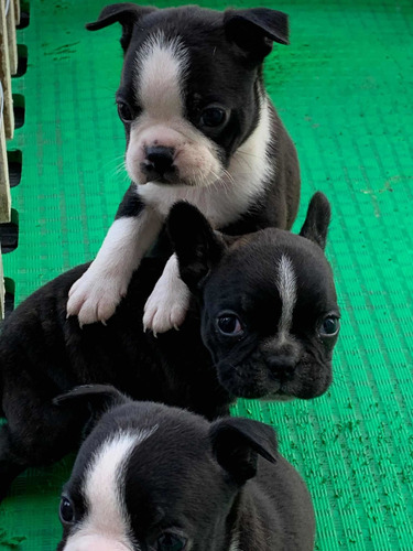 Cachorro Boston Terrier Mini De Los Más Bellos Fca