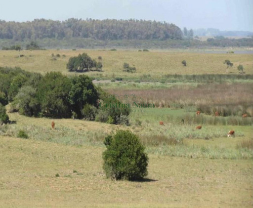 Espectacular Campo De 110 Ha.- Ref: 37062