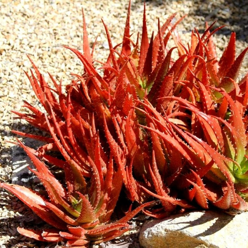 100 Semillas De Aloe Rojo (aloe Cameronii)