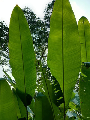 Raiz Rizoma De Papatla O Heliconia Silvestre Cont. 3 Piezas