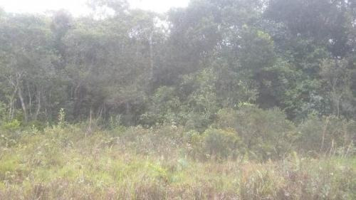 Imagem 1 de 4 de Terreno Balneário Tupy Itanhaém 100 Mts Da Rodovia.