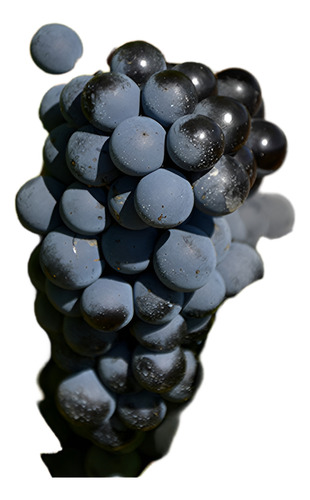 Planta Trepadora Uva Tinta Variedad Cabernet Sauvignon