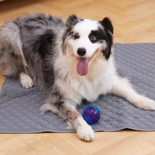 Empapadores Lavables Para Perros, Absorbentes Rápidos Y R...