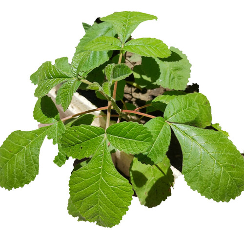 Arbol De Cuachalalate ( Amphipterygium Adstringens) 2u