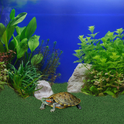 Plataforma De Escalada Para Tortugas, Césped, Tortuga, Repti