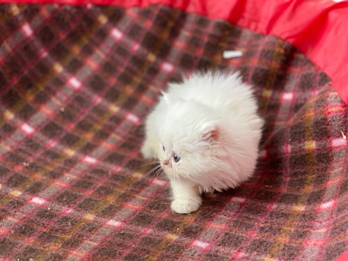 Espectaculares Gatos Persa Disponibles Mascotas Rionegro