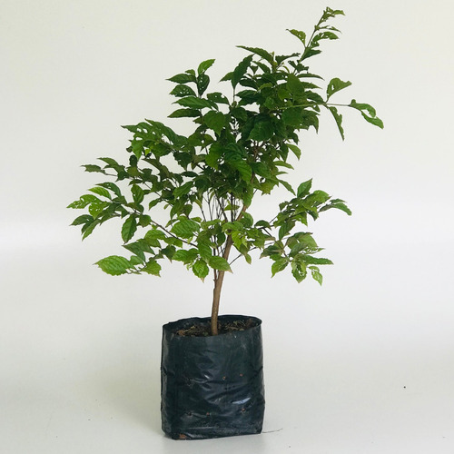 Muda De Gabiroba Lisa - Planta Natíva - Guabiroba - Gabiraba