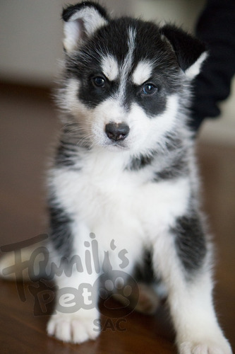 Cachorros - Siberiano Husky - Aceptamos Visa - Mascotas -