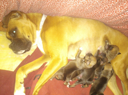 Imagen 2 de 5 de Vendo Cachorros Boxer