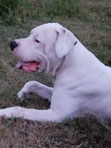 Dogo Argentino Cachorros 