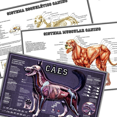 03 Posters 60cmx90cm Anatomia Cachorro Clínica Veterinária Sistema Esquelético Muscular Esqueleto Canino Músculos Para Escola Universidade Faculdade Estudos Petshop
