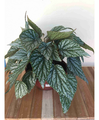 Begonia Rex Grande | MercadoLivre