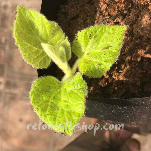 10 Esquejes (raíces) Paulownia Shantong (kiri) 5 - 8 Cms