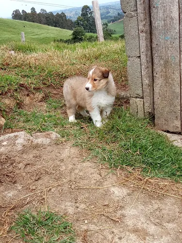Cachorra Pastor Collie Pura Raza Medellín Animal Pets