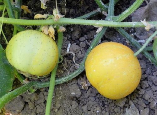 20 Semillas De Pepino Limon + Instructivo