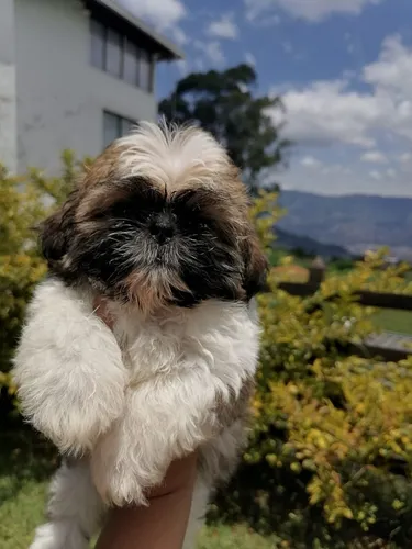 Perros Shitzu Mini Cachorros Shih Tzu Chitsu Chizu Perritos