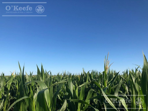 Imagen 10 de 18 de Campo 444 Has Ganadero Con 20% Aptitud Agrícola - A 3 Km De Ruta - General Lamadrid