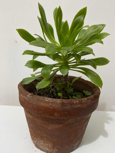 Imagen 2 de 6 de Suculenta Rosa Negra Planta