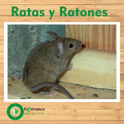 Fumigación Contra Ratones, Ratas, Roedores 
