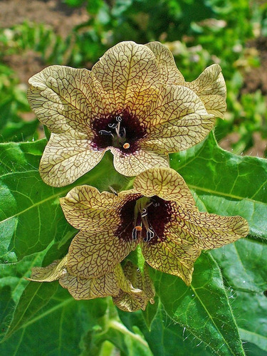 10 Semillas Beleño Negro Hyoscyamus Niger Plantasi