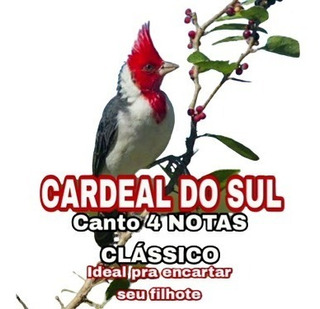 Canto Passaros Cardeal Do Sul Canto 4 Notas Em Mp3 Por Email | MercadoLivre  📦