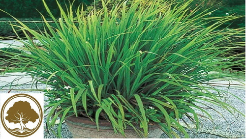 Lemon Grass Te Limon ( Planta ) 50 Cm Paquete 4 Piezas 