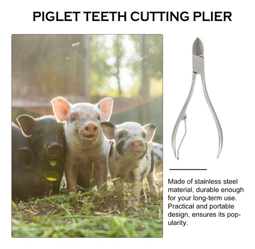 Pinza De Conejo Con Dientes De Cerdo