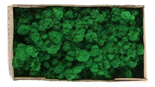 Fruit Green / 500g Decorative Moss Preserved Durable Natural