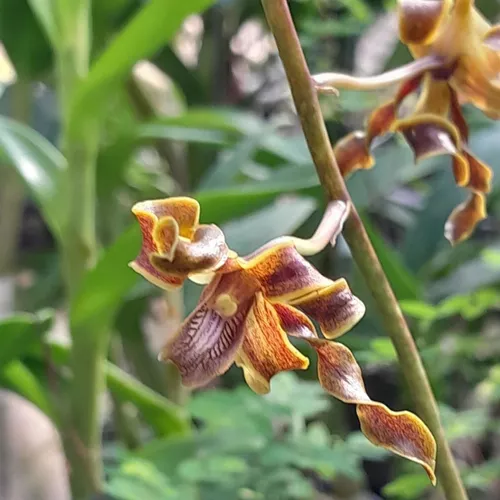 Orquidário Shirozu | Jardim Vasos