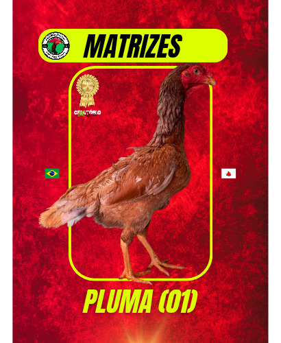 8 Ovos Galados De Galo Mura Apurados - Genética De Ponta