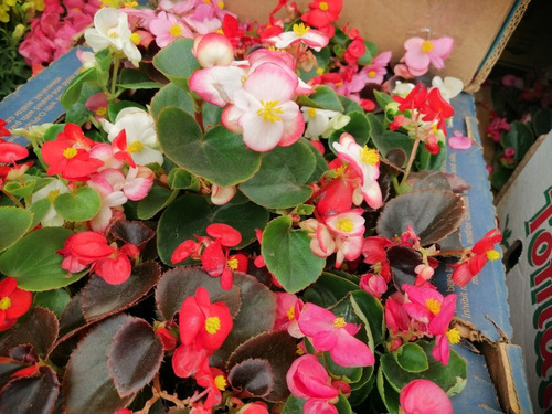 Caja Con 12 Plantas Begonias (envío A Todo México) | Meses sin intereses