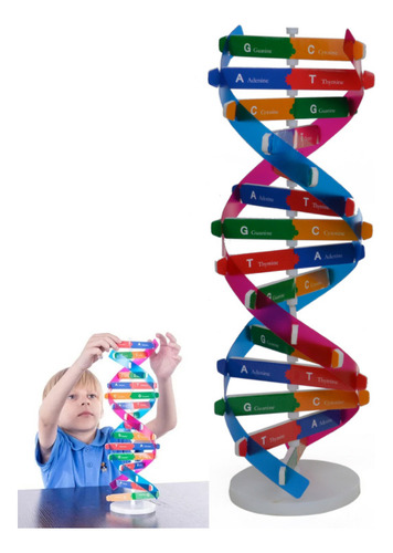 - Juguetes Didácticos De Estructura En Espiral Con Modelo