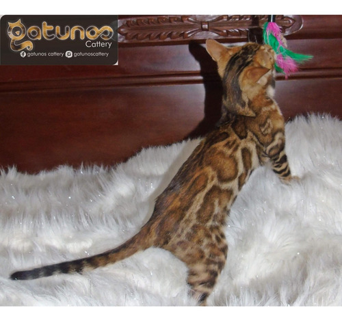 Hermosos Gaticos Bengali