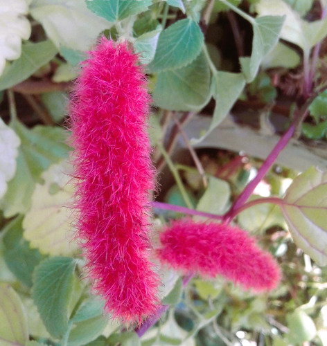 Acalypha Reptans Colita Zorro Vivero Orgánico Cielo Verde
