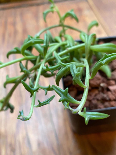 Imagen 5 de 7 de Senecio Peregrino Delfin Med-grande - Suculenta Exotica
