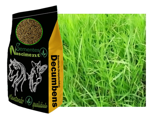30kg Sementes Brachiaria Decumbens Safra Nova Do Ano