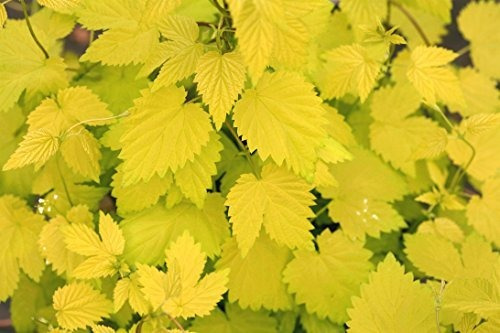 Verde Promesa Granjas Probado Ganadores Humulus Verano Shan