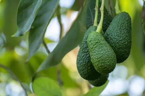 Árbol De Aguacate Hass 1.20m. Incluye Manual De Cuidados.