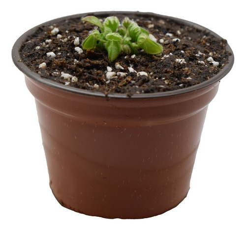 Imagen 3 de 4 de Planta Carnívora Cephalotus Follicularis Talla Chica El Rey