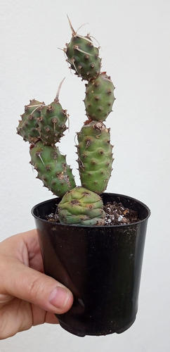 Tephrocactus Articulatus Cactus Coleccion