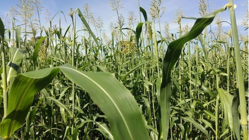 Sorgo Híbrido Forrageiro Precoce 1kg A Granel