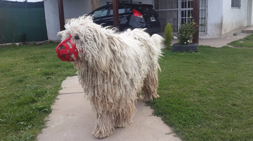 Bozal Confeccionado Con Las Medidas Del Hocico De Tu Mascota