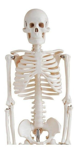 Esqueleto Humano Padrão Articulado 85cm De Altura